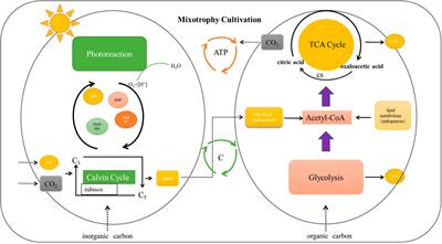 The role of microalgae culture modes in aquaculture: a brief opinion